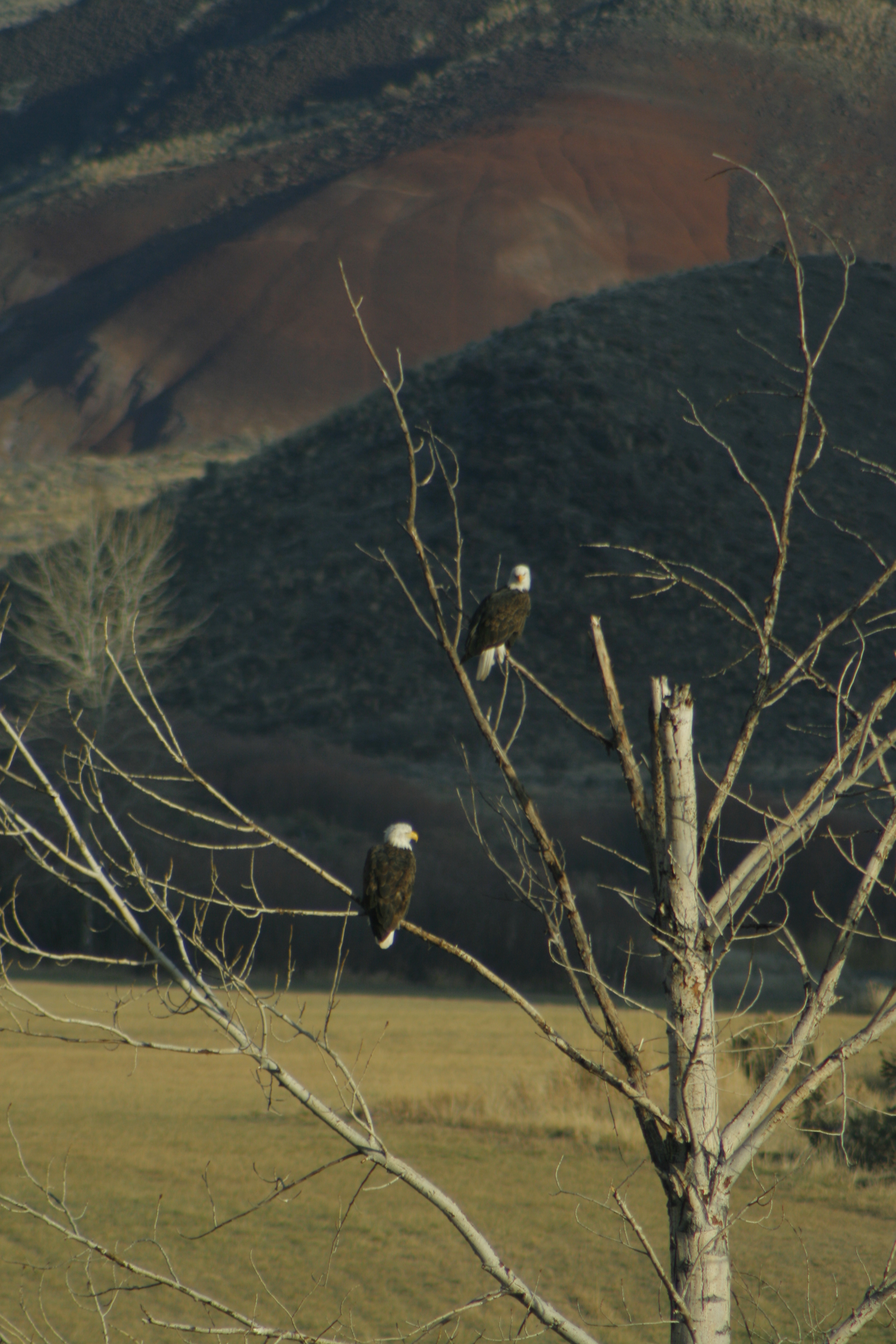 Perched on two different leafless branches, a pair of bald eagles face away from the camera.  In the background are tan fields with two hills, red and dark green.