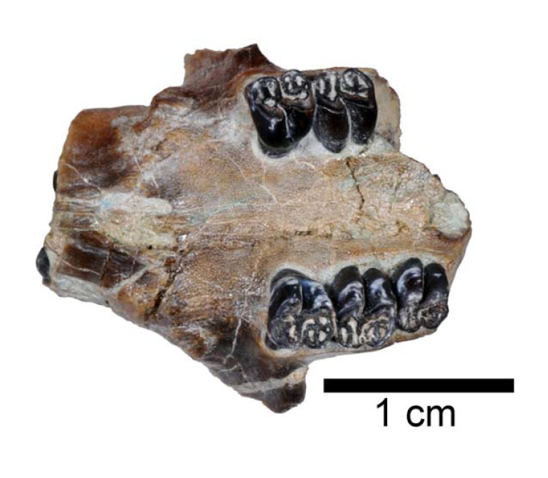Skull of Microtheriomys brevirhinus (JODA 16037), a 28 million year old primitive beaver species described in the study.