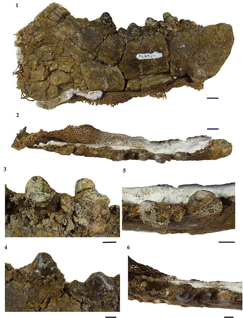Mesonychid teeth which include the left dentary with partial crowns. Six images of fossilized teeth and jaw are displayed. The larger side view showing the whole jaw is on top, the sky view is found below that and the next four images are close-ups of the teeth. The teeth appear rounded and worn.