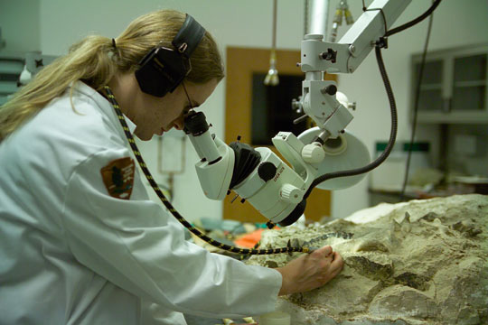 Image of a paleontologist working on a fossil.