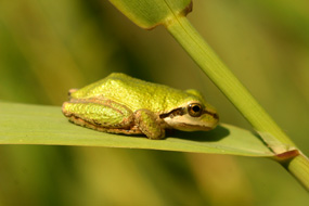 Image of pacific tree frog, resting on a blade of grass.