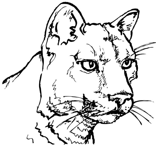 Line Drawing of a Mountain Lion Head