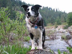 My human didn't put me on a leash. Bad human, bad! My human didn't put me on a leash. Bad human, bad!