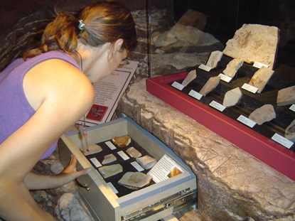 A woman looks into a drawer with plant fossils. Additional plant fossils are visible in a display above the drawer. A woman looks into a drawer with plant fossils. Additional plant fossils are visible in a display above the drawer.