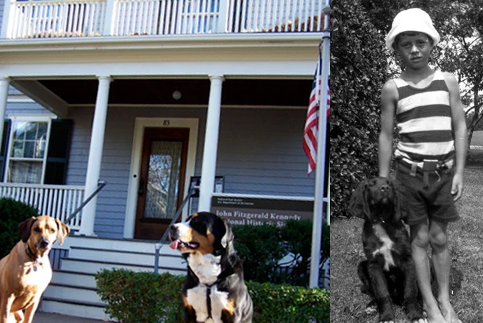 modern dogs and Kennedy dogs at the site