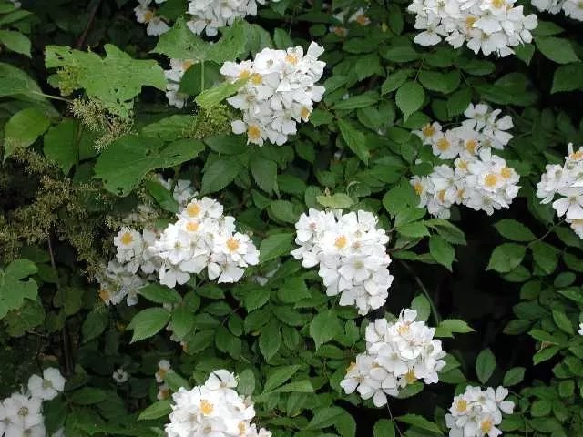 Multiflora Rose