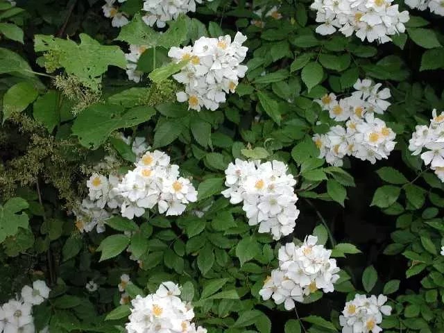 White flower