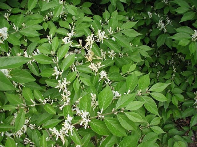 Bush honeysuckle