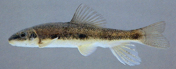 White sucker