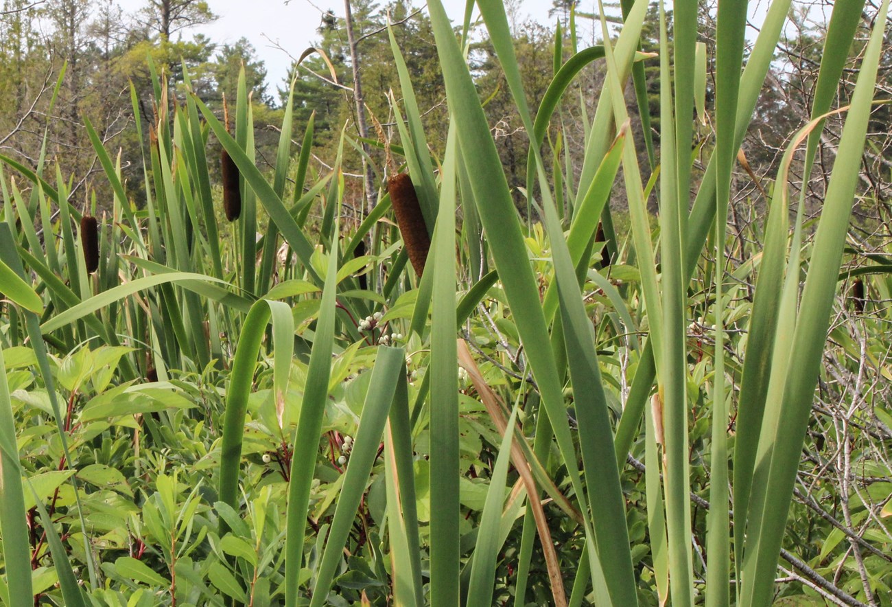Cattail