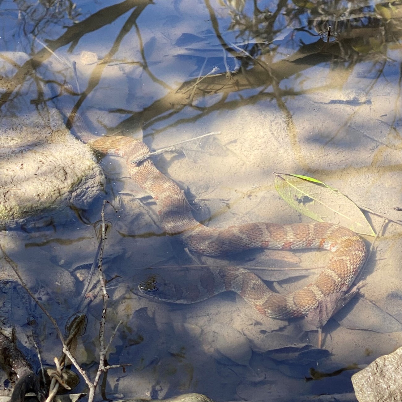 Water snake