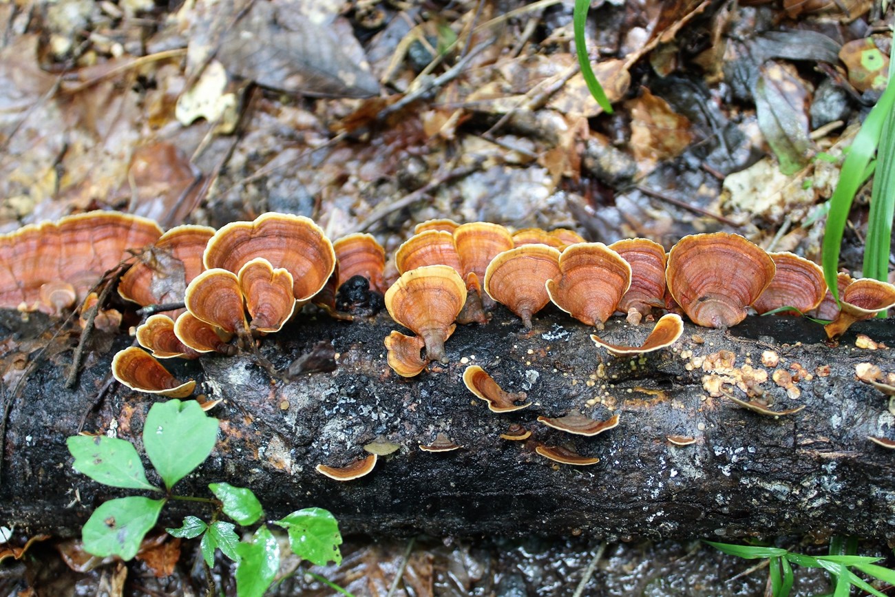 Trametes versicolor