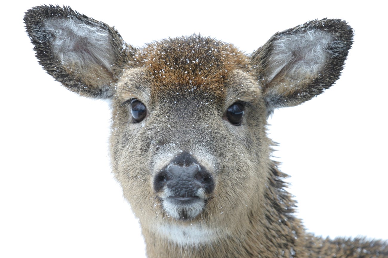 White tail deer
