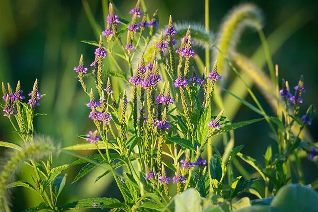 Blue flower