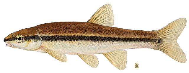 Blacknose dace