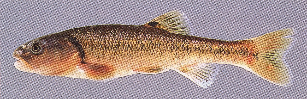 Creek chub