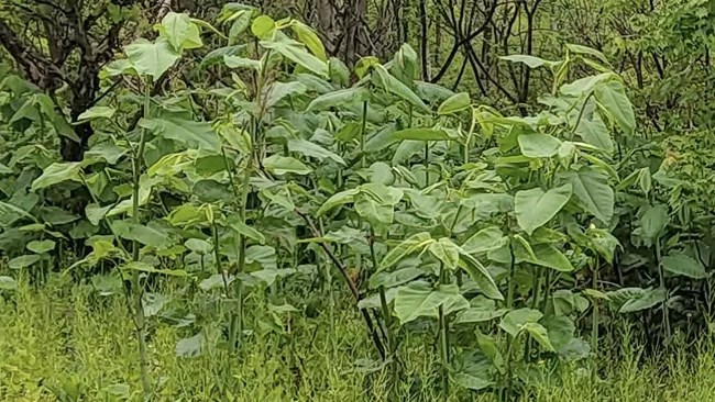 Knotweed