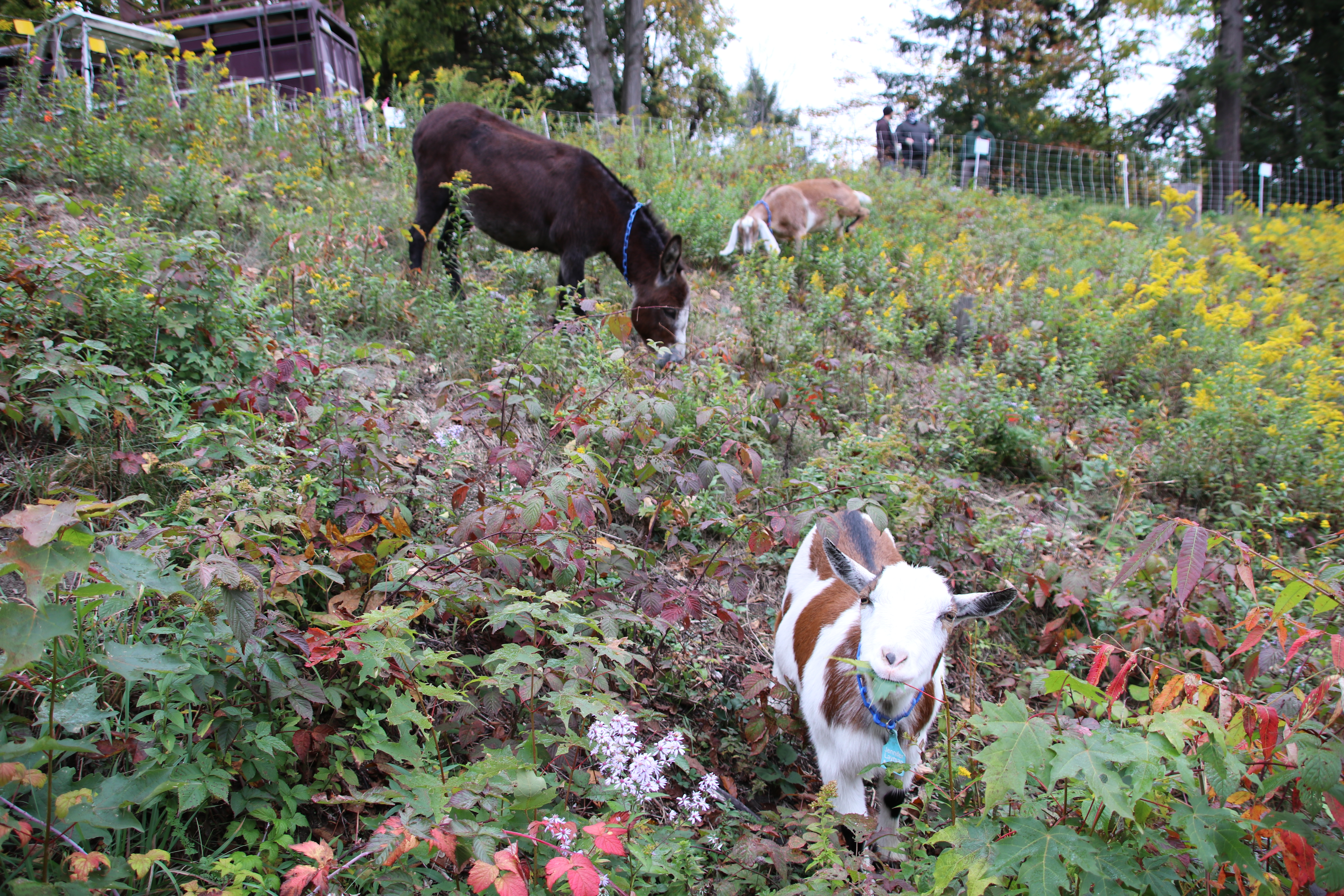 Goats eating vegetation in the lakebed