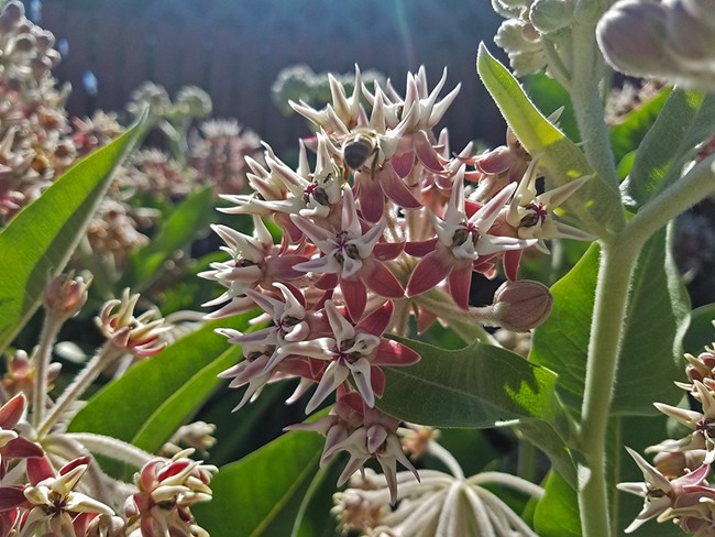 A bee hovers over starbursts of pink flowers.