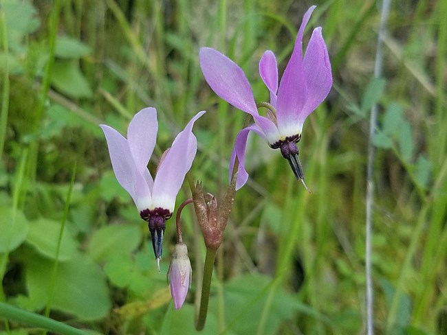 Close up or purple flowers in green grass.