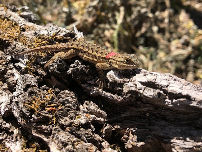Scaly lizard perches on a lichen-encrusted rock.