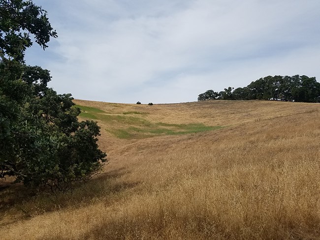 Landscape shot of yellow grasses on Mount Wanda.