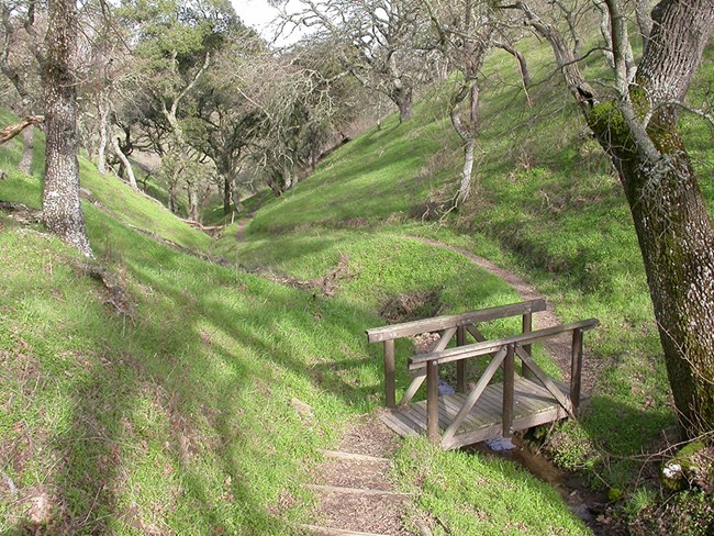 Bridge and path winding through sparse forest.