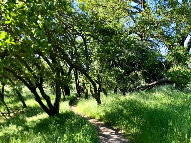 Green grass shaded by oak trees.