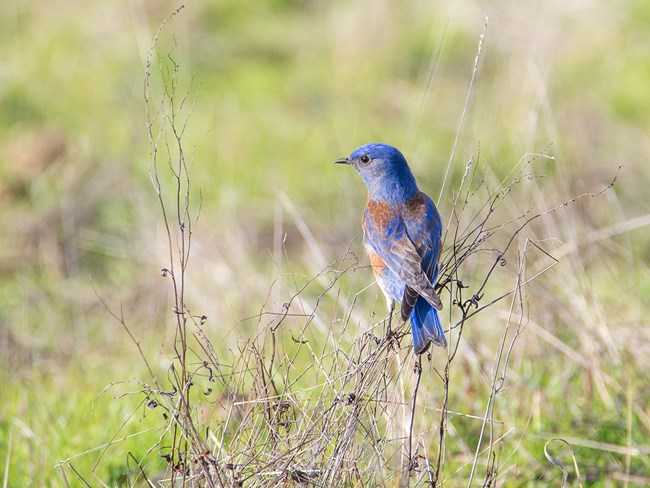 Small blue bird perched on a branch