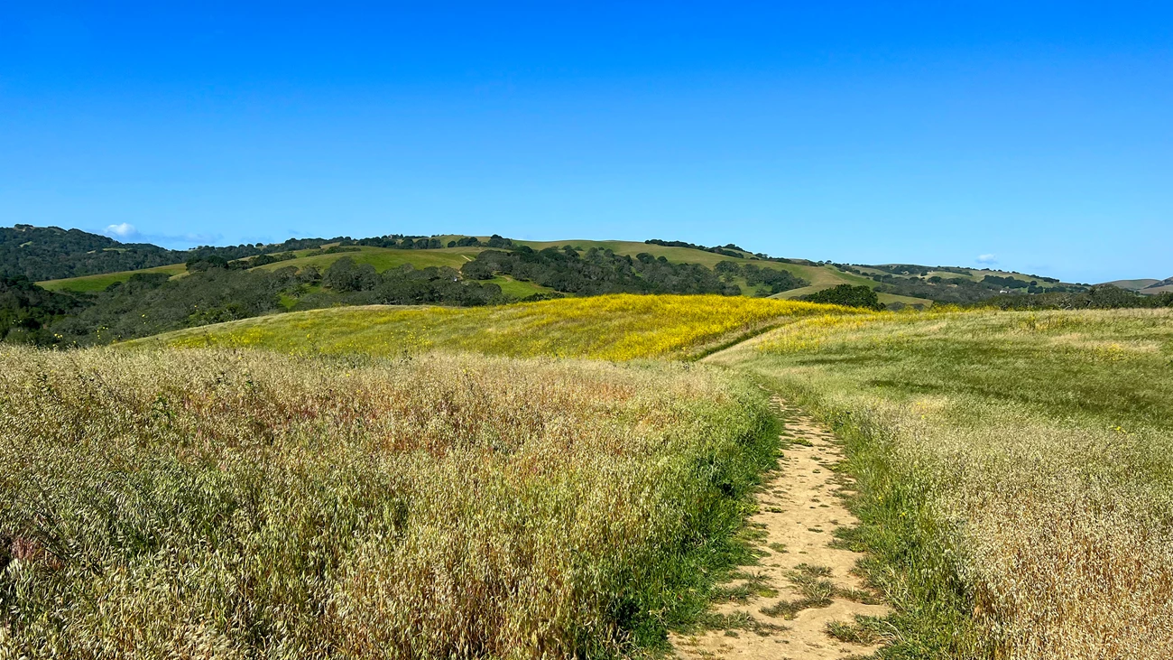 A walking trail on Mt. Wanda. A dirt trail winds through a grassy field with patches of yellow wildflowers, leading toward rolling green hills under a clear blue sky.