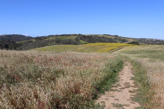 A trail winds through hills lined with grass. Trees are in the background.