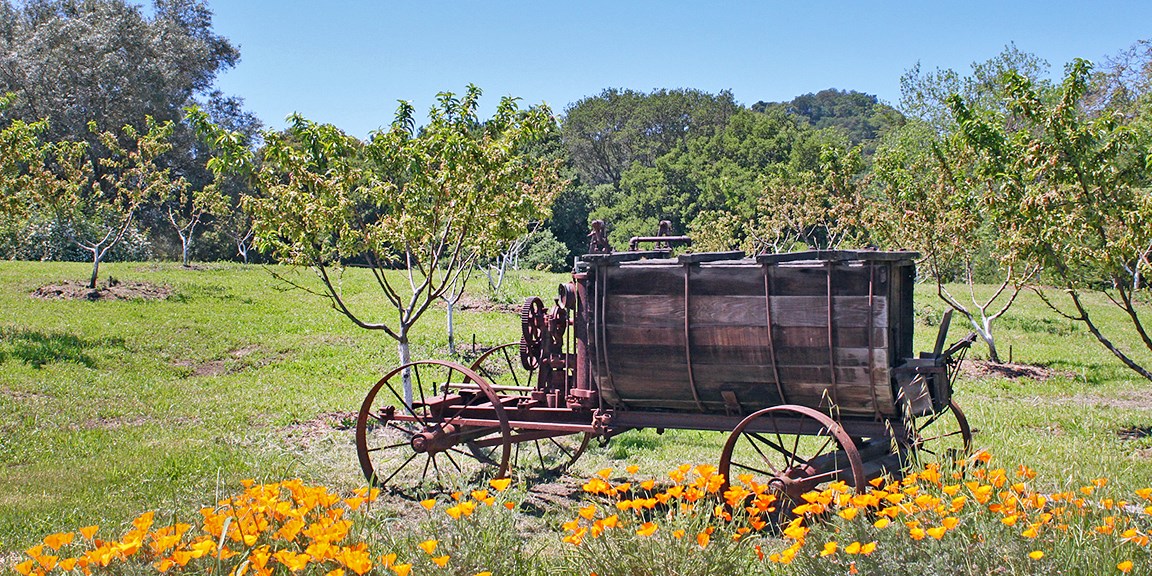 An old Copper Sprayer with wheels, sits in the peach orchard.