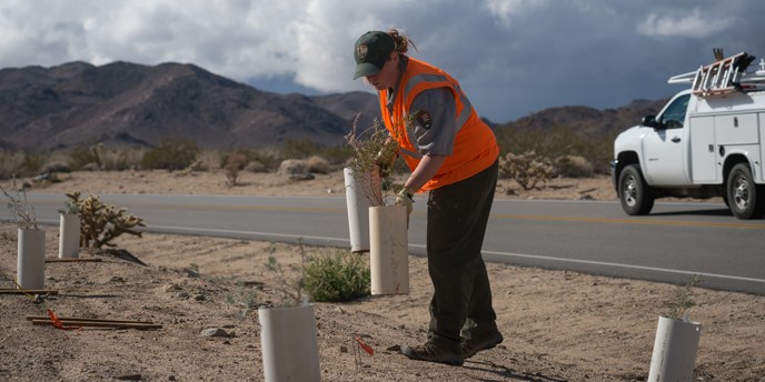 a park employee wearing a bright safety vest over her uniform sets out plants for a roadside vegetation restoration project