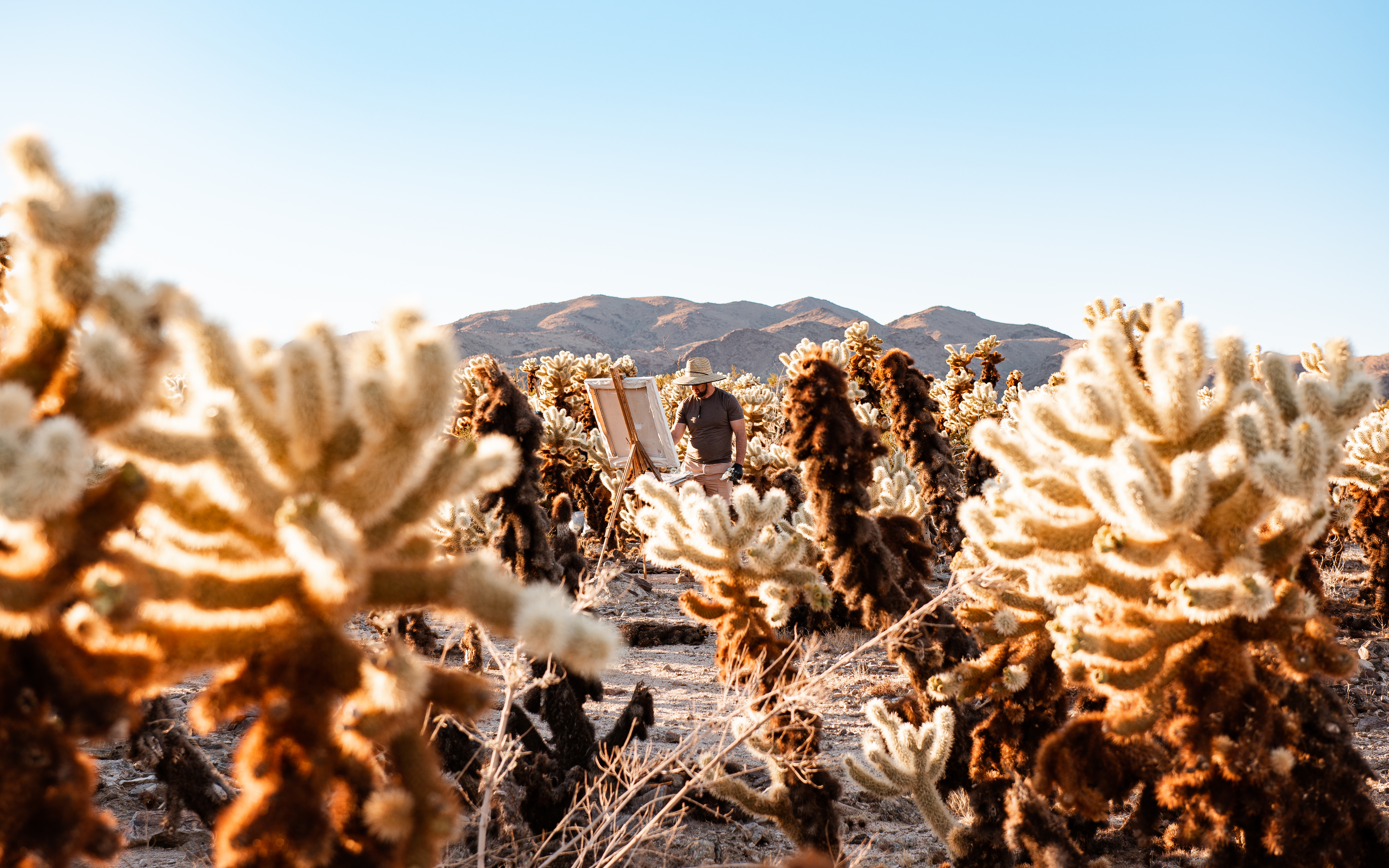 An artist and their easel stand surrounded by cholla cactus illuminated by the setting sun.