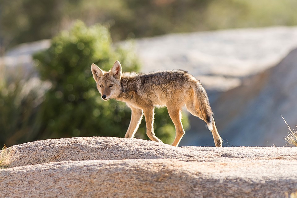 a scruffy coyote looks at the camera while trotting across open ground
