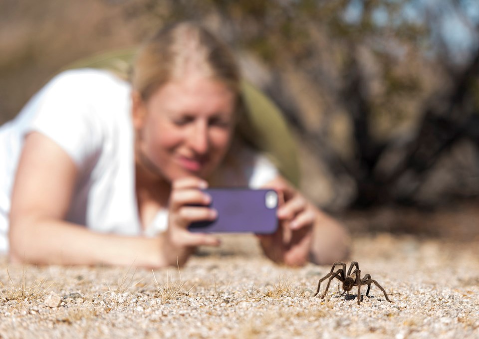 a young woman laying on the ground to taking a photo of a tarantula with a smartphone