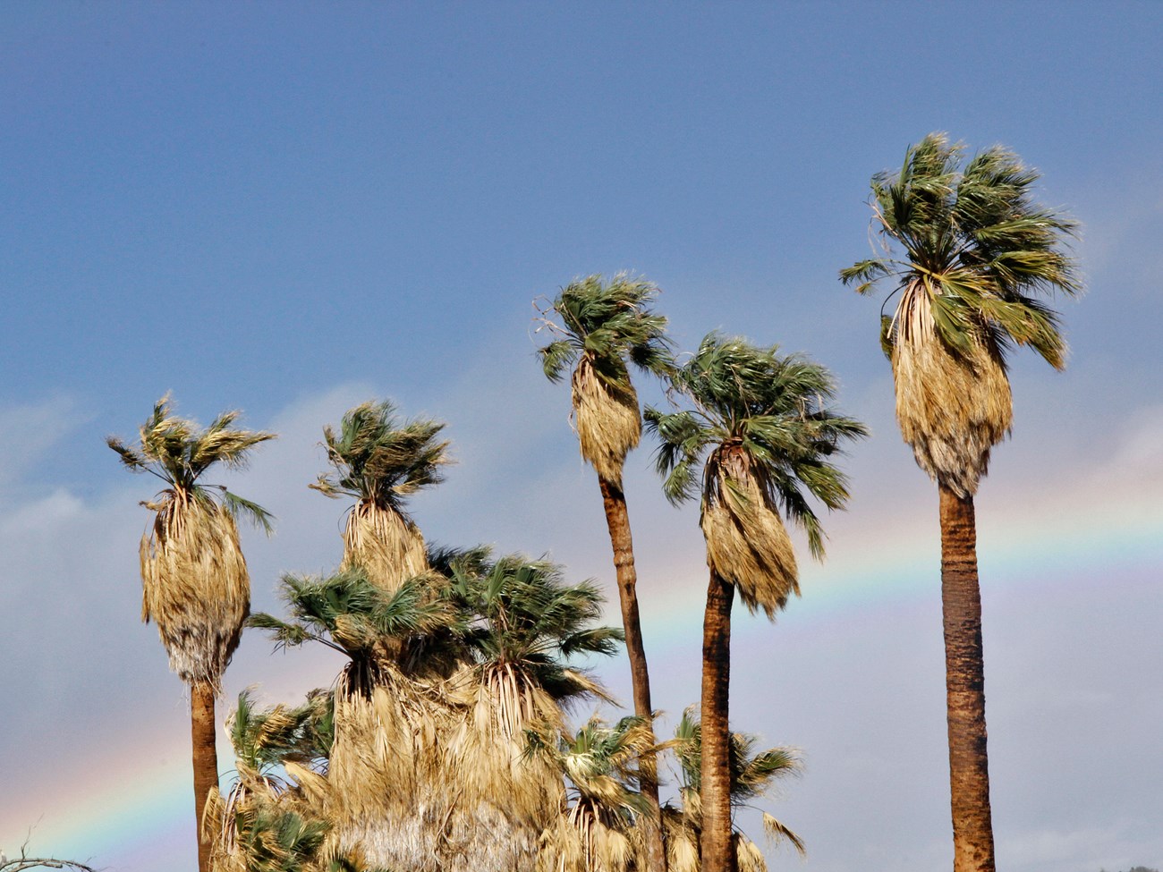 Color photo of California palm trees with a rainbow in the background. NPS / Brad Sutton