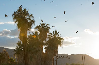 Birds flying around a palm tree.