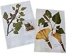 Datura Specimen