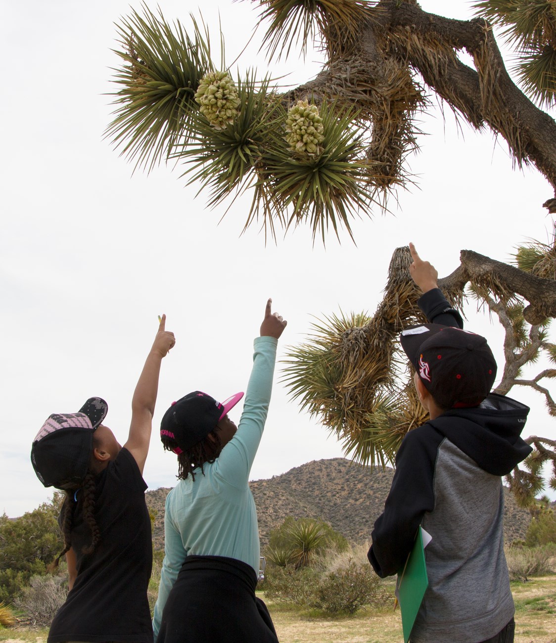 Three young kids standing pointing up at a Joshua tree.