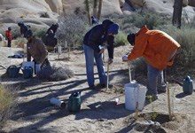 volunteers plant and water new plants to restore an area damaged by social trails