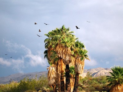 Turkey vultures fly around fan palms at an oasis, with mountains in the background.