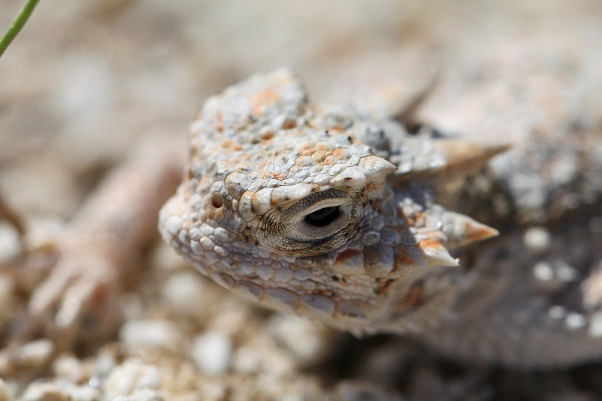Close up of the head of a desert horned lizard, named for sharp spikes lining the back and sides of their heads. NPS / Robb Hannawacker