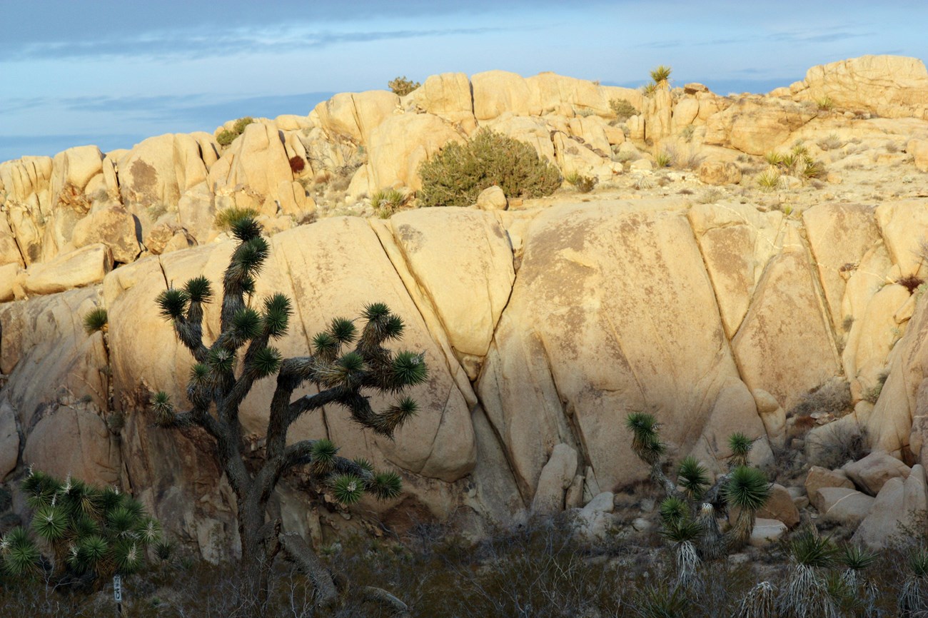 Color photo of Joshua trees in front of a large mound of split boulders at sunset. Photo: NPS / Robb Hannawacker