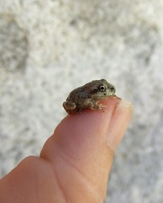 A tiny green tree frog with faint stripes sits on a person's fingertip. The frog is smaller than the fingertip.