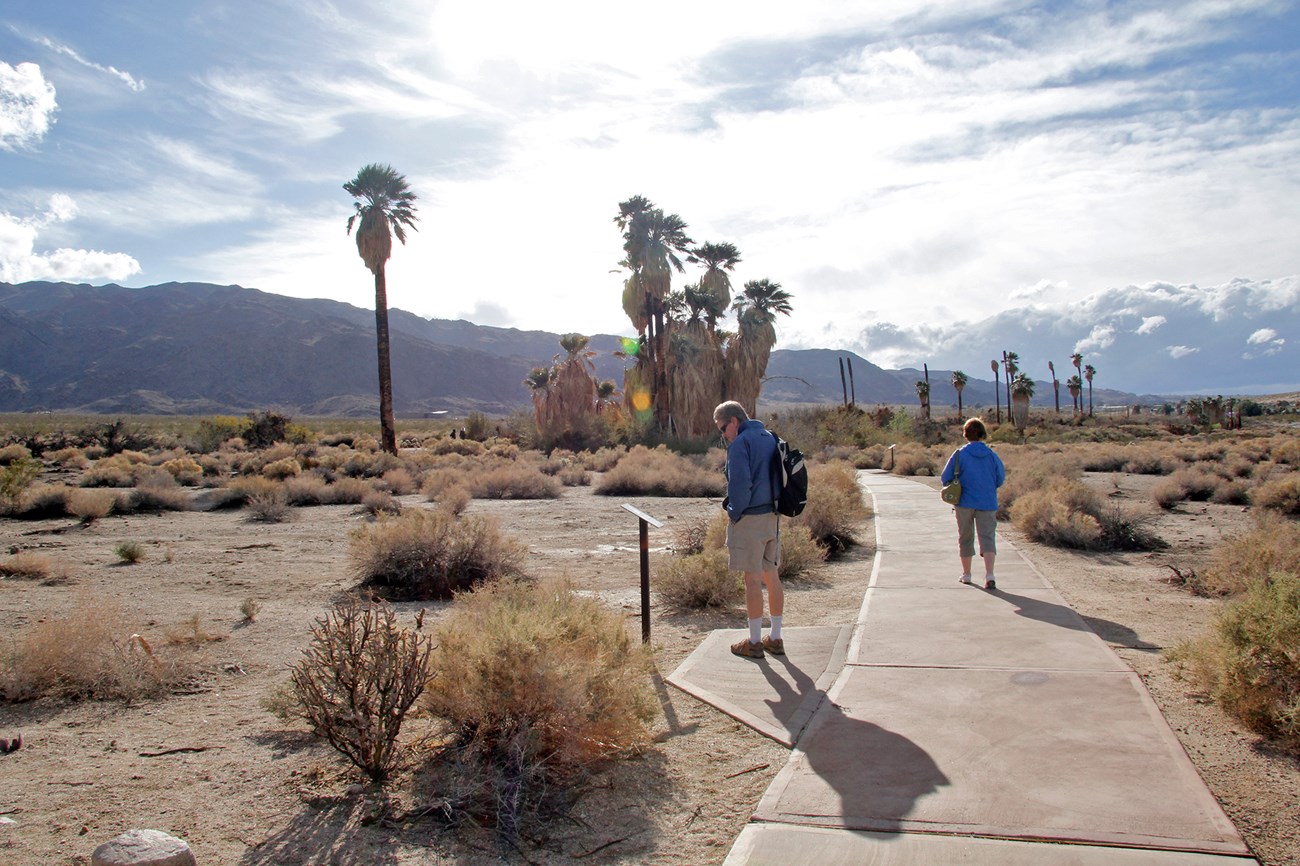 A visitor reads an informational post while another visitor walks down the path leading to a bunch of large palm trees in the distance. Photo: NPS / Brad Sutton