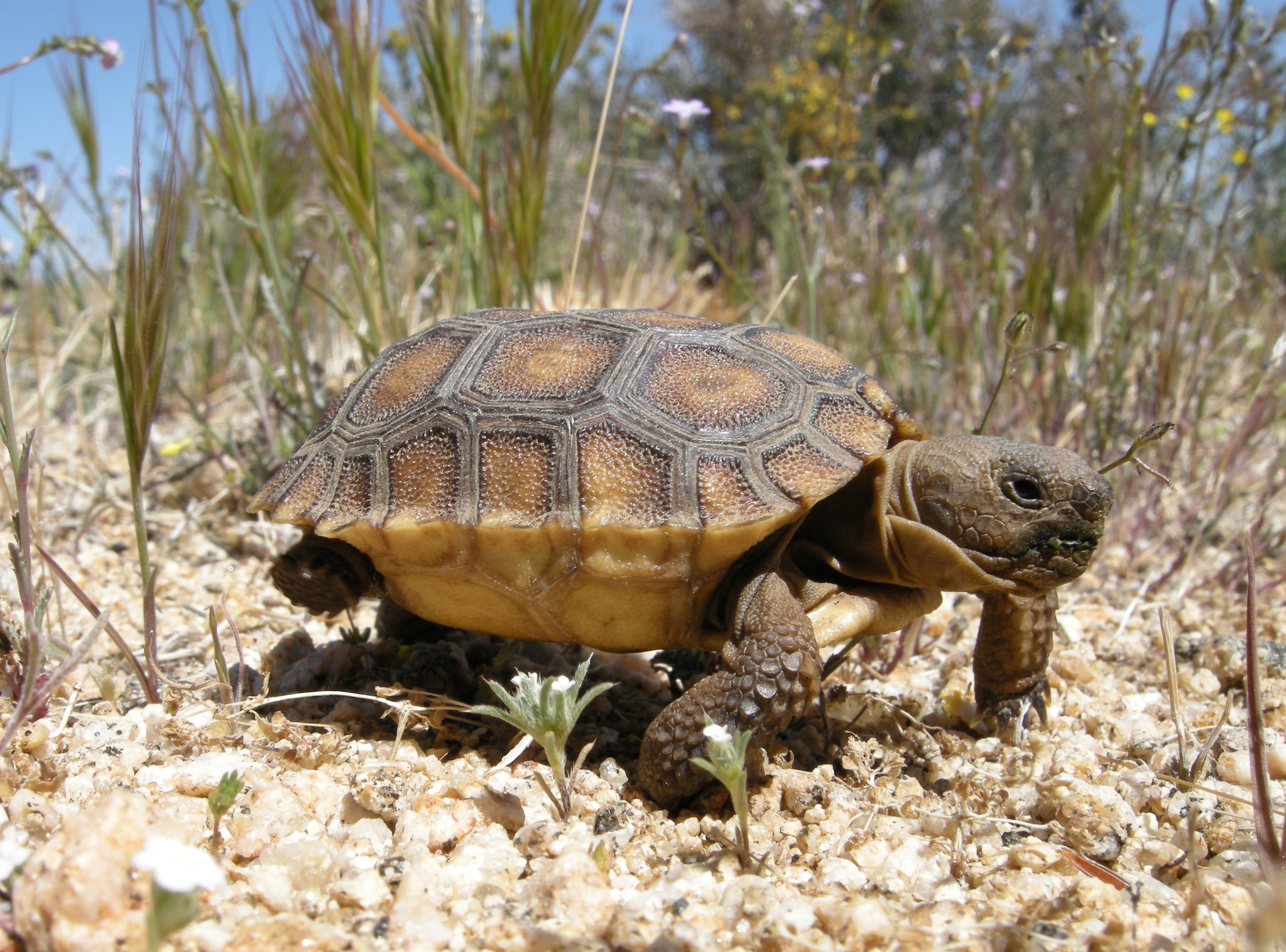 Desert Tortoise - Joshua Tree National Park (. National Park Service)