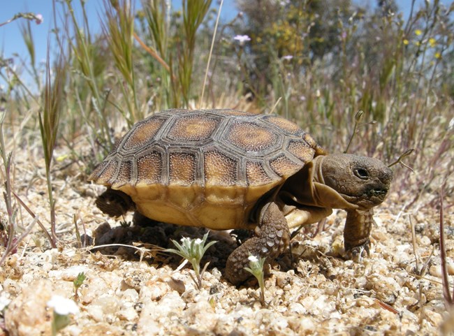 Baby tortoise walking toward the camera. NPS / Daniel Elsbrock