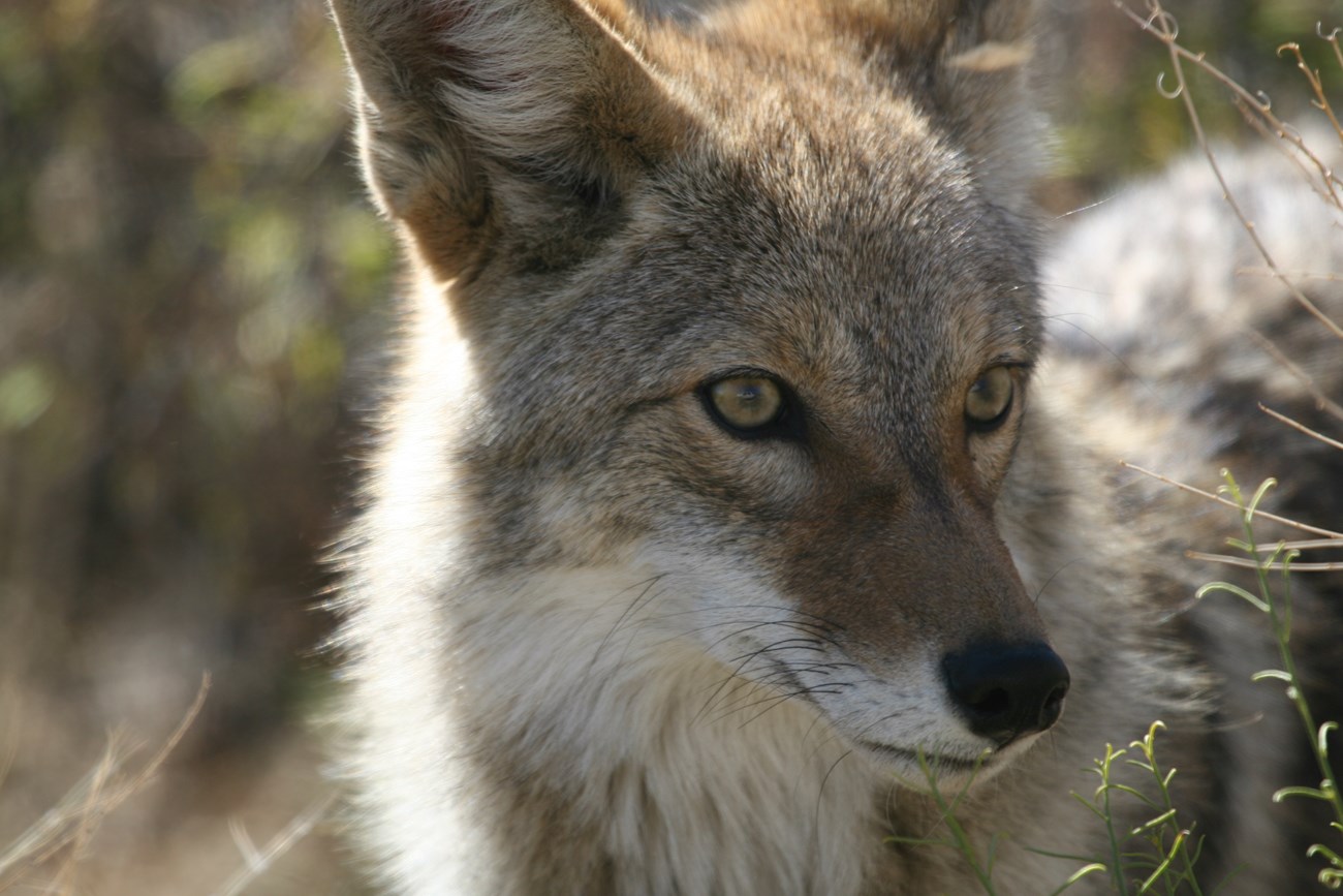 Color photo of a close up of a coyote's face. NPS / Michael Vamstad