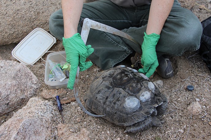 park wildlife biologist uses calipers to measure the width of a desert tortoise park wildlife biologist uses calipers to measure the width of a desert tortoise